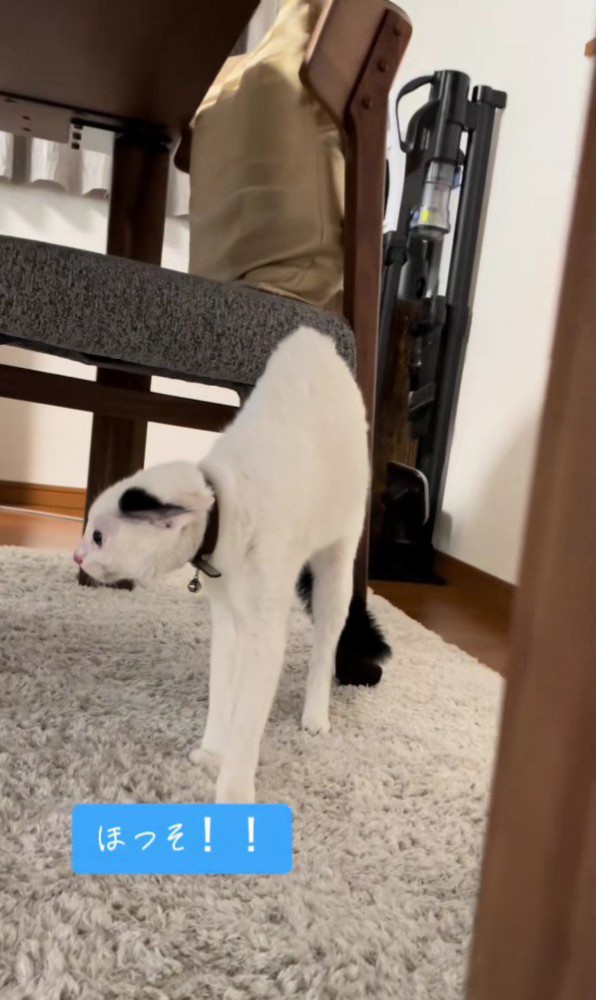 緊張で細くなる猫