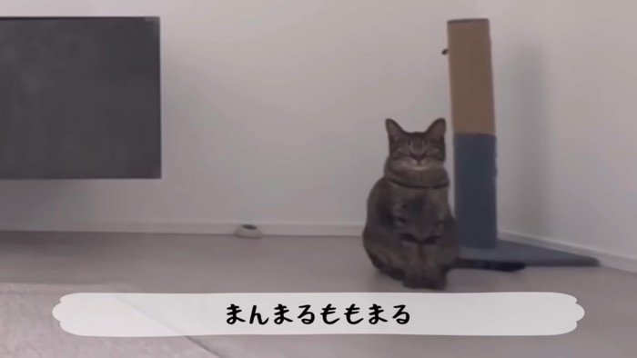 遠くで見る猫