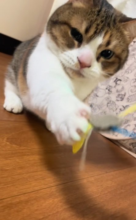 ねこじゃらしに猫パンチするマンチカン