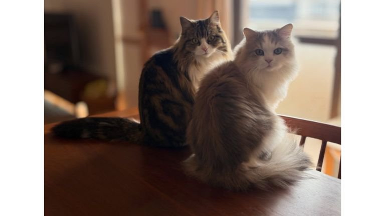 テーブルの上の猫たち