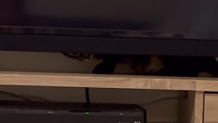 下から覗くももまるちゃん