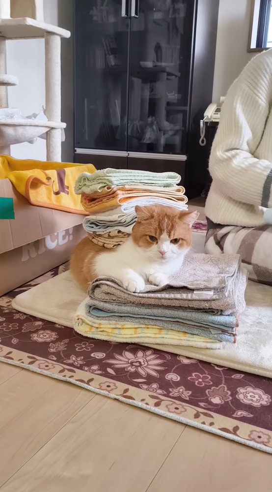 洗濯物の上に座る猫