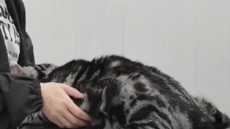 動物病院にいる猫