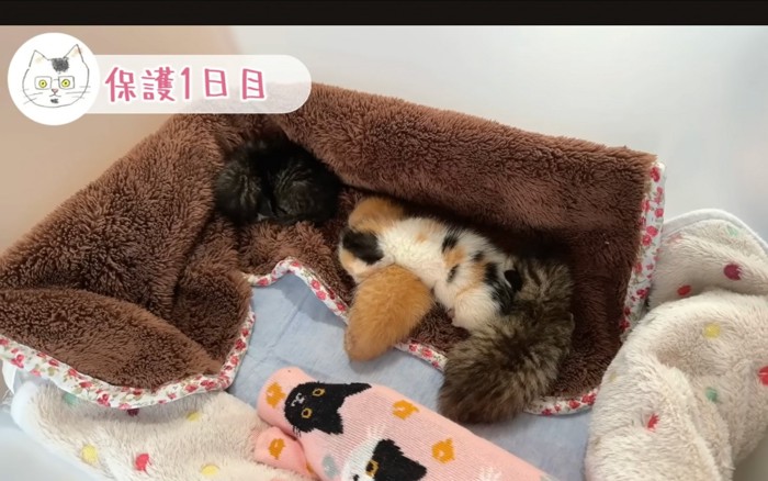 小さな猫たち