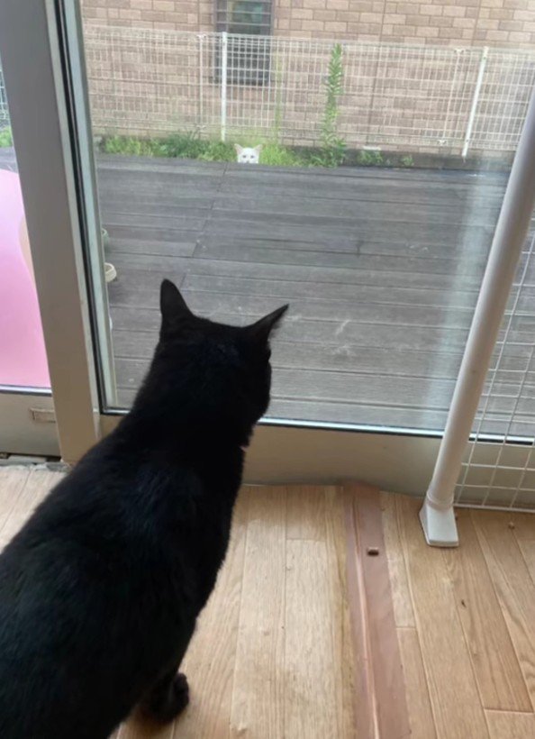 窓の外の白猫を見る黒猫
