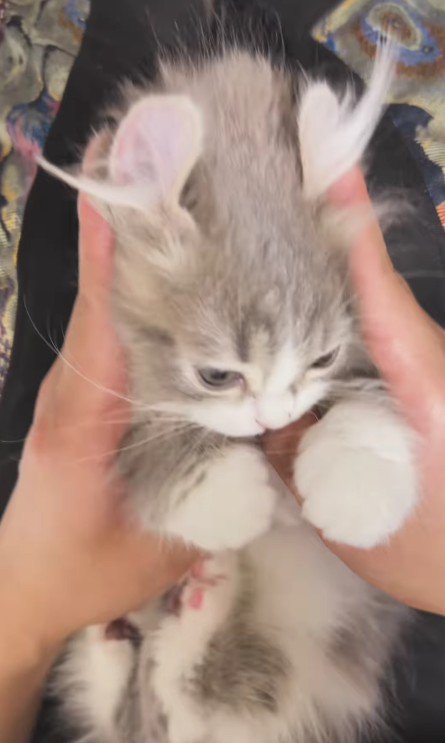 押さえつけられた猫