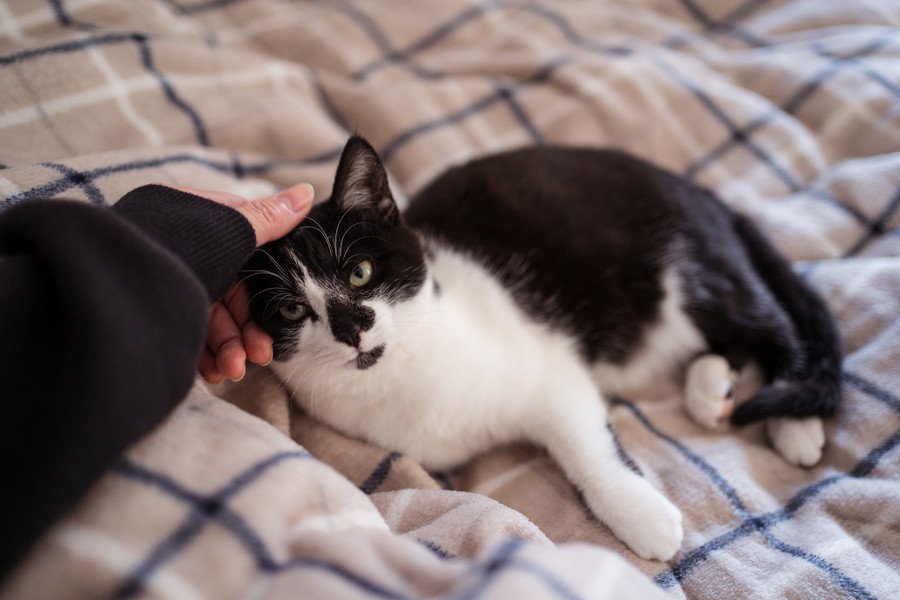 ベッドに寝ころぶ白黒猫