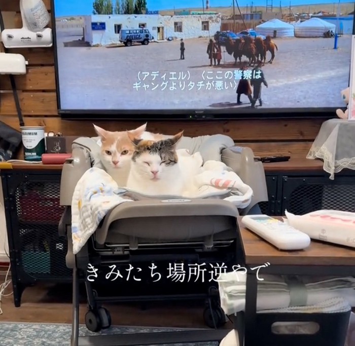 テレビの字幕と猫