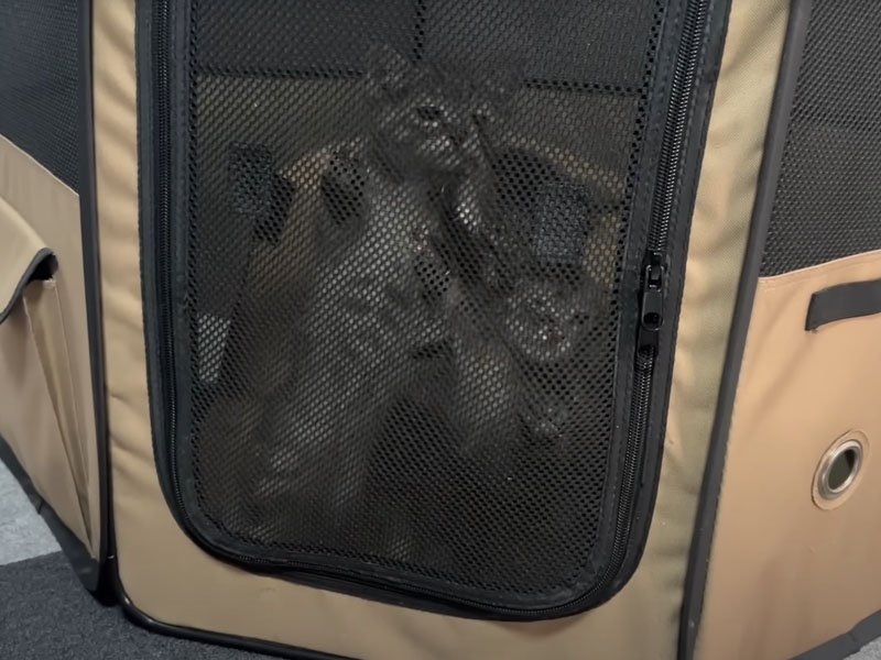 ケージの中の猫