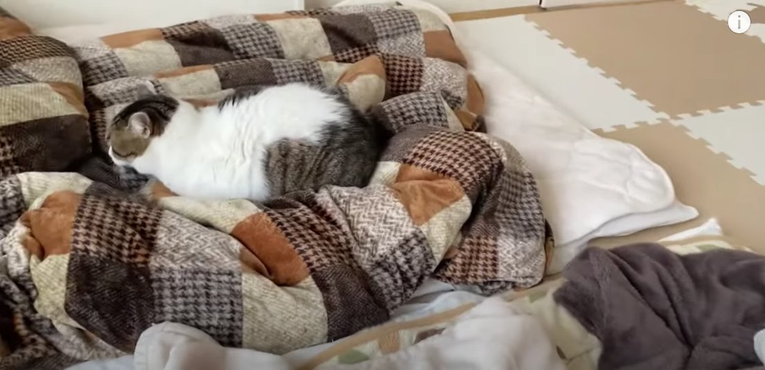 布団の上にキジ白猫