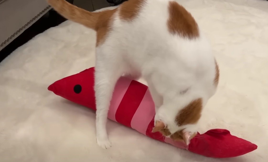 エビくんをなめる猫