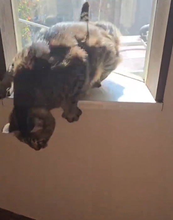 落ちそうになる猫