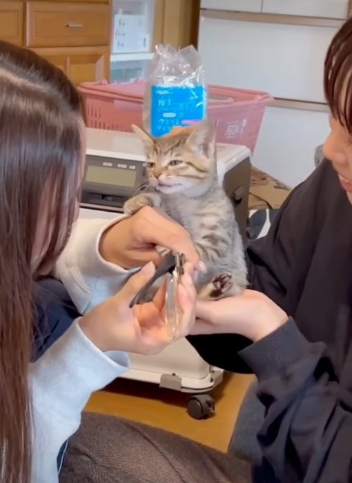 首元を持ち上げられる子猫