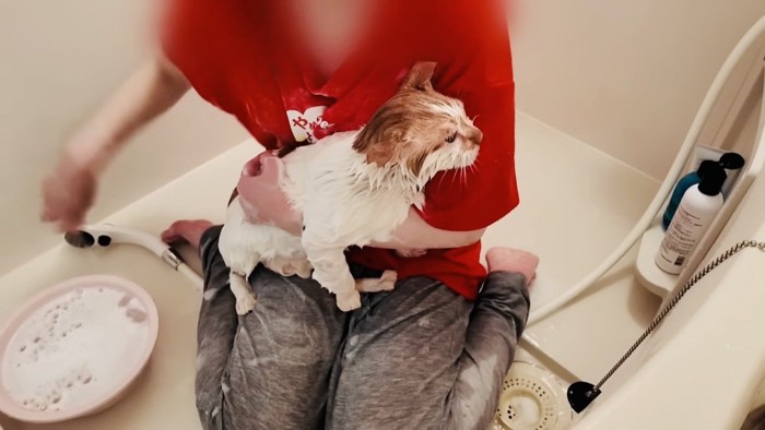 風呂場でママに抱っこされながら洗われる茶白猫