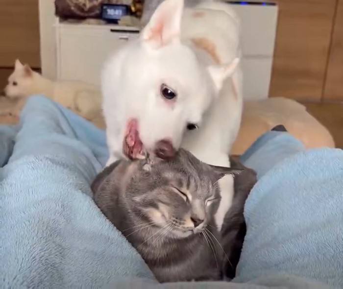 耳を舐め合う犬猫さんたち