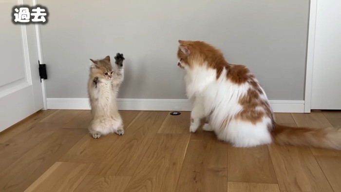 立ち上がる子猫のこたつくん