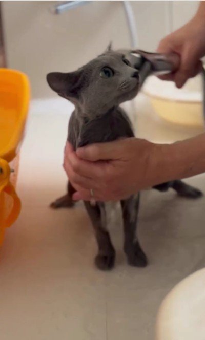 シャワーをかけられている猫