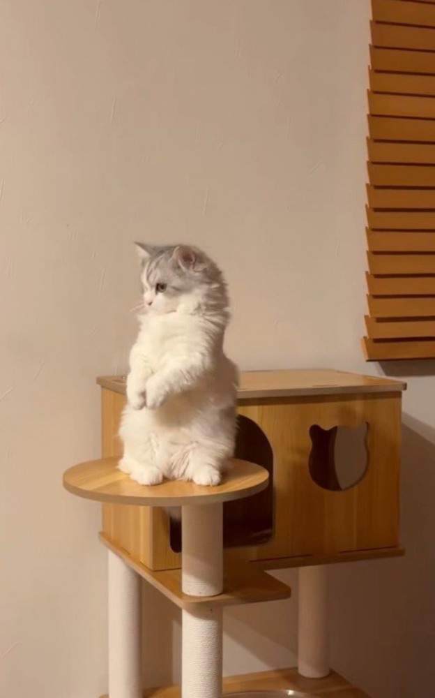 合わせた前足をお腹の方へ下げる猫
