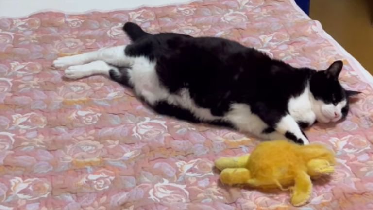 ベッドにいる猫