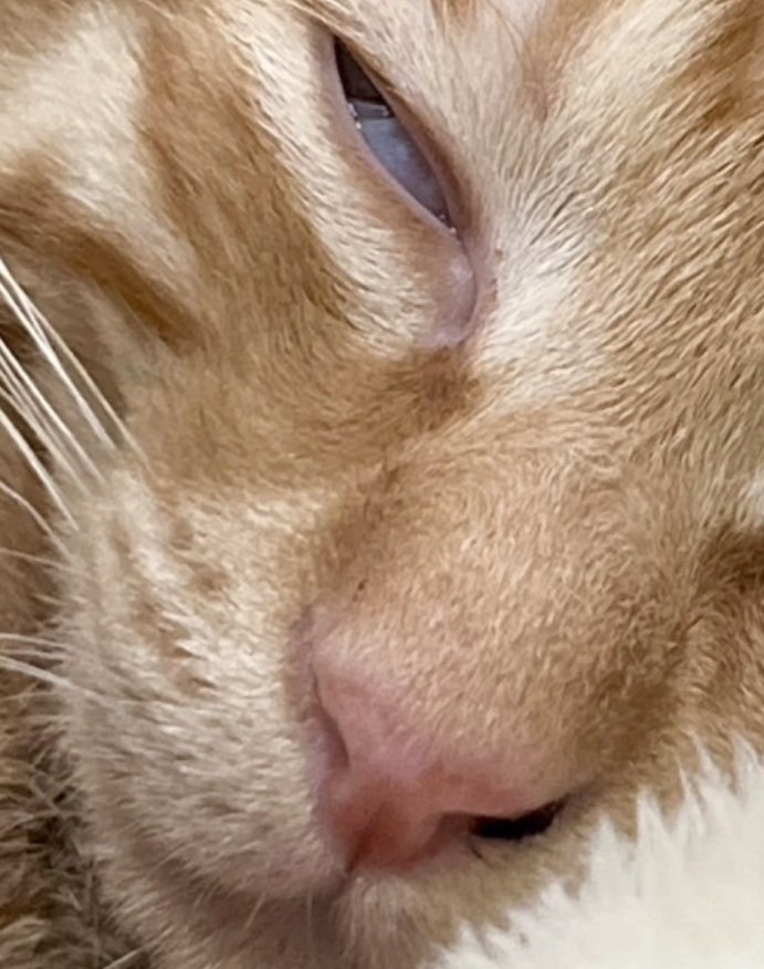 半目を開けて寝る猫