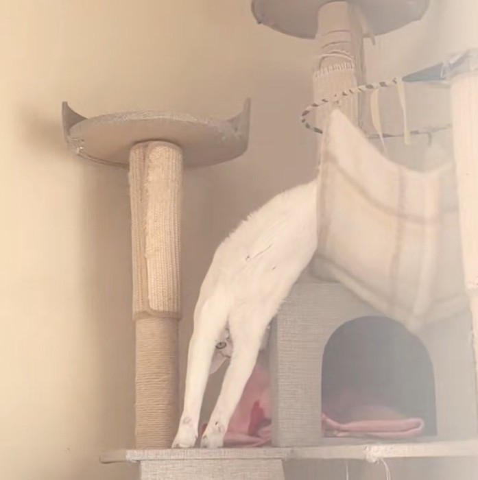 逆さまで見つめてくる猫