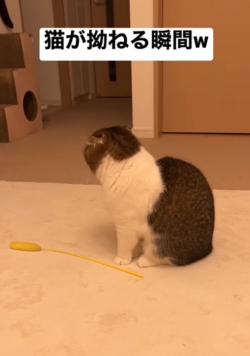 悲しそうな背中