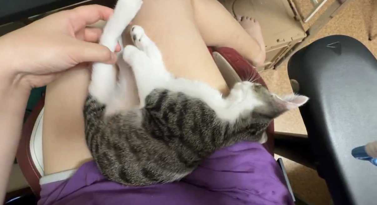 後ろ足を触られるキジ白の子猫