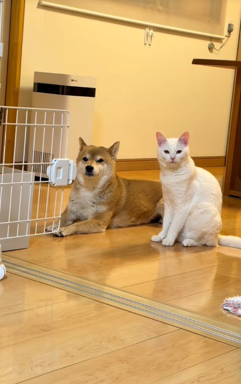 座っている猫と犬