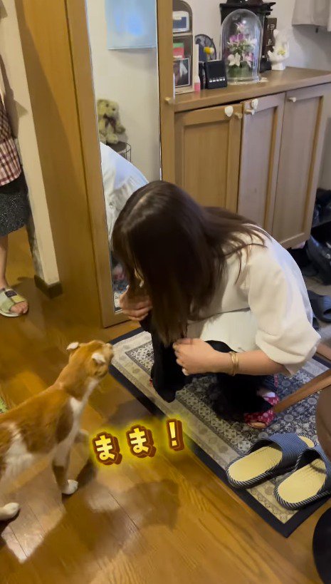 玄関に女性を迎えに来た猫