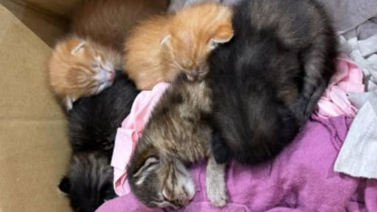 ダンボールに入っている子猫