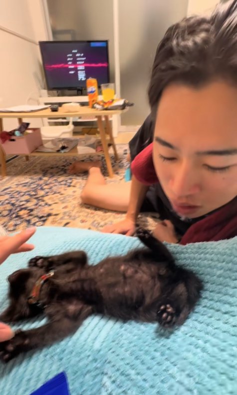 飼い主の近くでへそ天で寝ている子猫