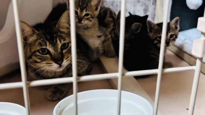 ケージの中ののキジトラ猫と5匹の子猫