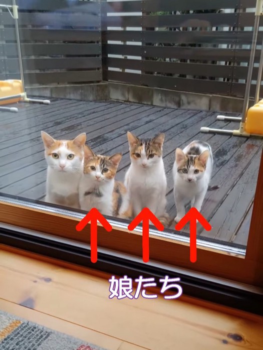 3匹のメスの子猫