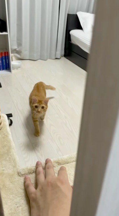 飼い主と目が合い、立ち止まる猫