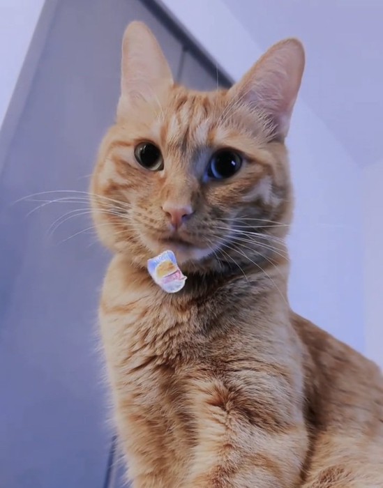 怪訝な表情の猫