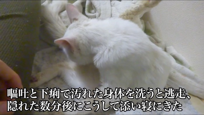 飼い主の隣で毛繕いを始める白猫