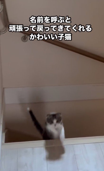 ジャンプする子猫