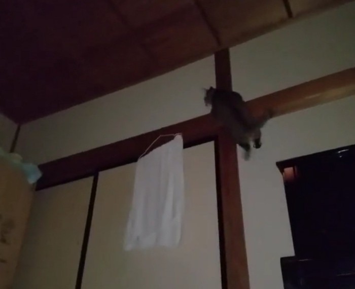 壁を登るチルちゃん