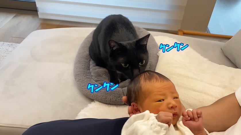 においを嗅ぐ猫