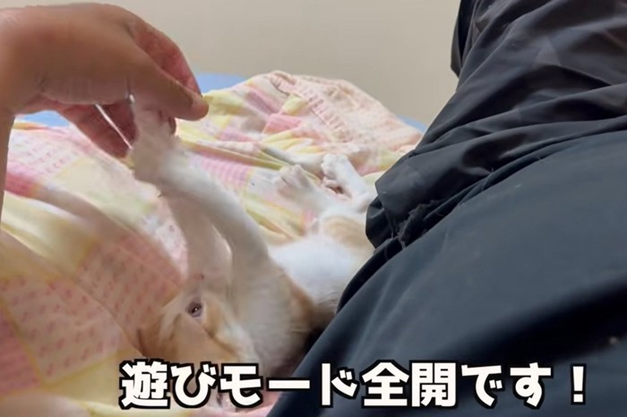 両手を上げてじゃれる子猫(遊びモード全開です!)