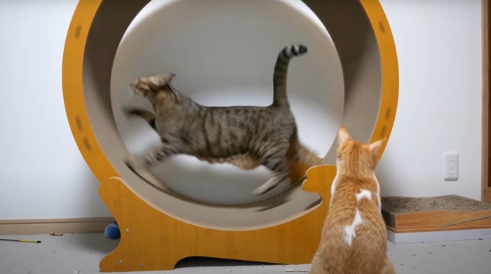 キャットホイールをまわすキジトラ