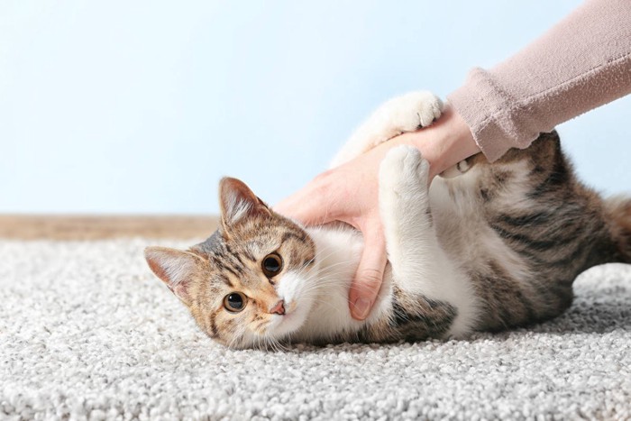 手にしがみついている猫