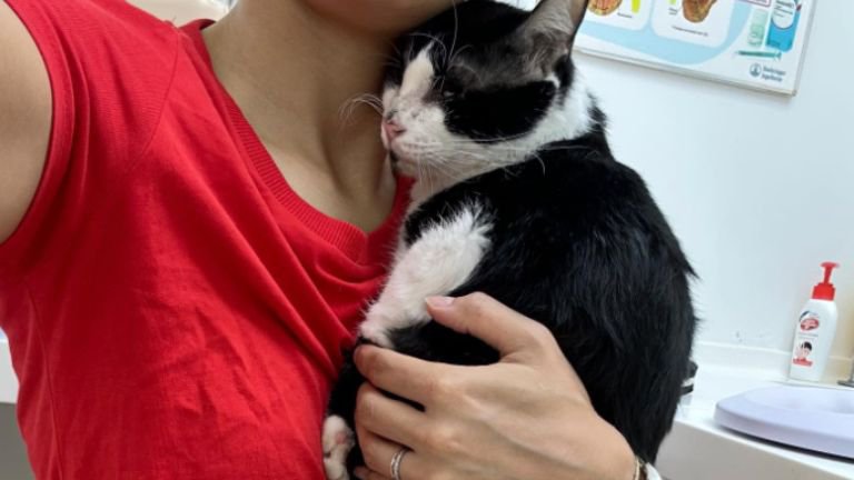 抱かれている猫