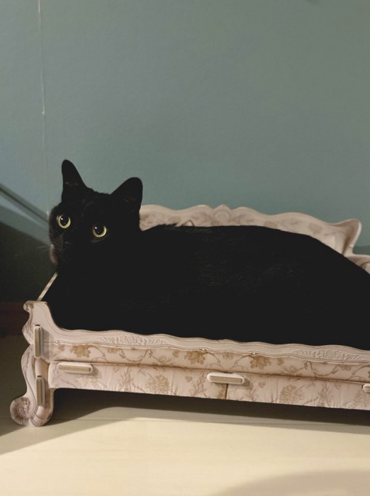 爪とぎでくつろぐ猫