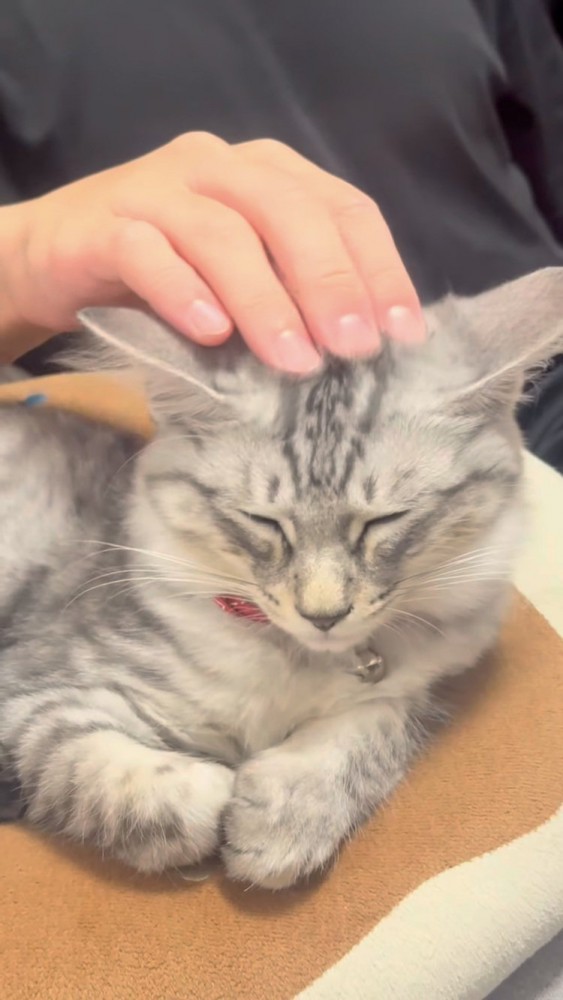 パパに頭を撫でられる保護猫