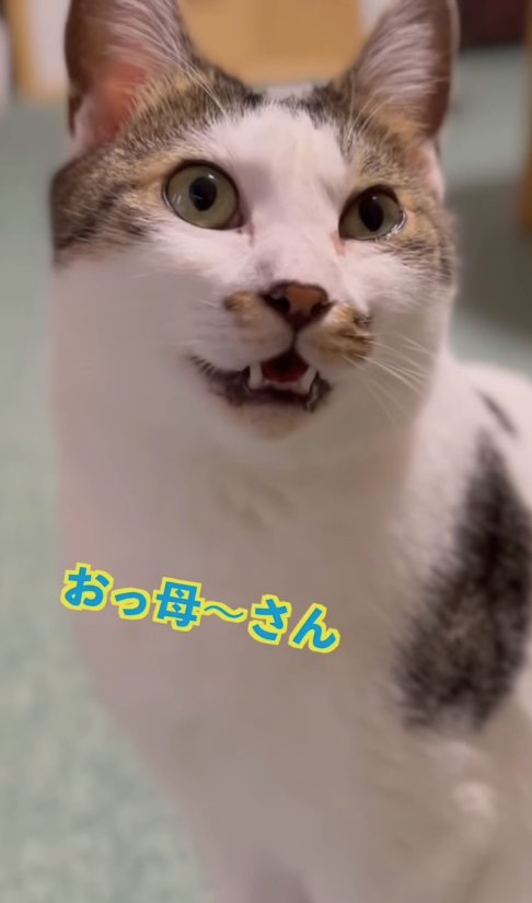 お座りをして口を開けている猫