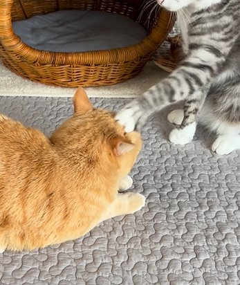 茶トラ猫を触るサバ白猫の前足