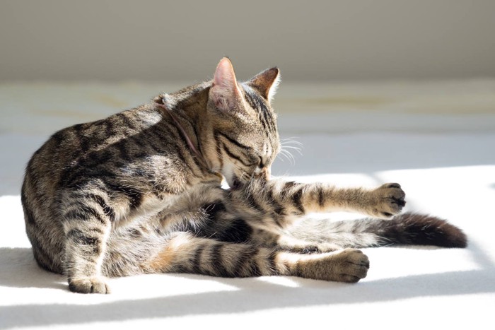 毛づくろいをする子猫