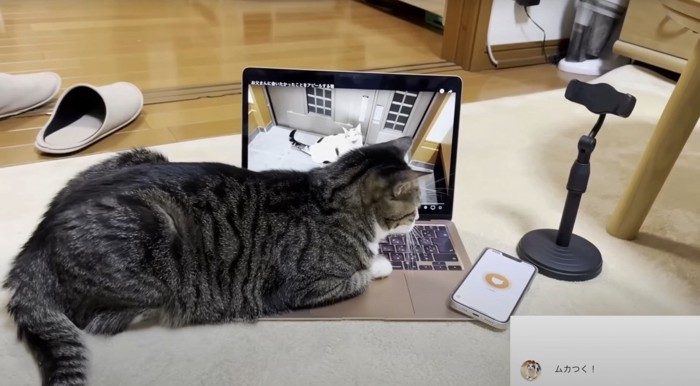 猫とPC