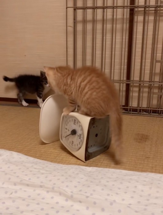はかりの子猫を見つめる子猫